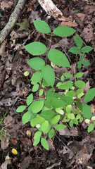 Lonicera canadensis