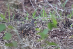 Pternistis icterorhynchus