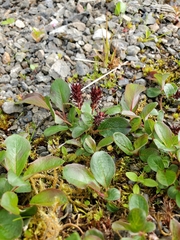 Salix stolonifera