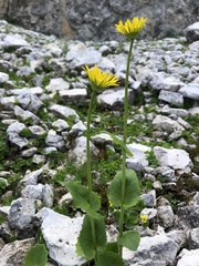 Doronicum columnae