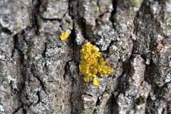Xanthoria parietina