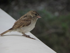 Passer domesticus