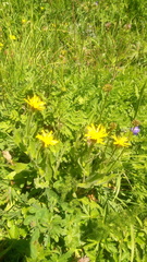 Hieracium prenanthoides