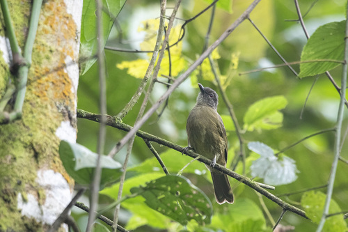 iNaturalist image