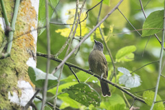 Eurillas curvirostris