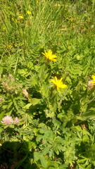 Hieracium prenanthoides