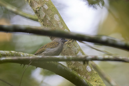 iNaturalist image
