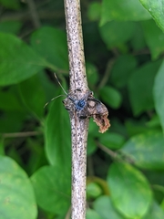 Acanthocephalini