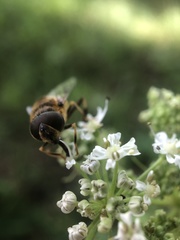 Eristalis pertinax