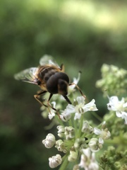Eristalis pertinax