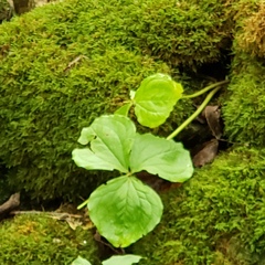 Trillium grandiflorum