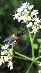 Eristalis pertinax