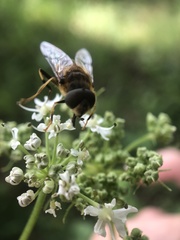 Eristalis pertinax