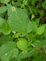 Amauromyza labiatarum
