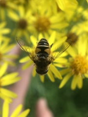 Eristalis nemorum