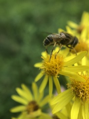 Eristalis nemorum