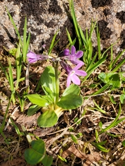 Primula pumila