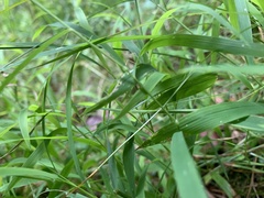 Neoconocephalus ensiger