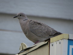 Streptopelia decaocto