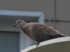 Streptopelia decaocto