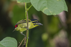 Pogoniulus atroflavus