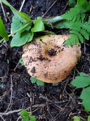 Lactarius olympianus