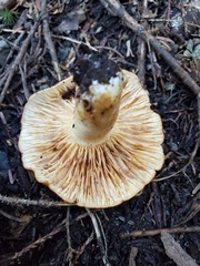 Lactarius olympianus