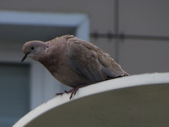 Streptopelia decaocto