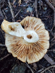 Lactarius olympianus