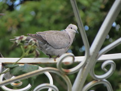 Streptopelia decaocto