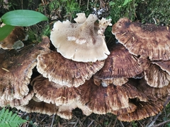 Sarcodon stereosarcinon