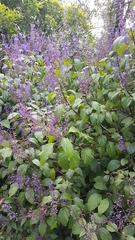 Plectranthus ecklonii