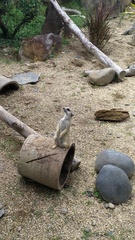 Suricata
