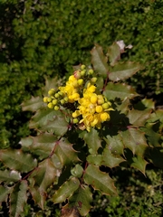 Berberis pinnata pinnata