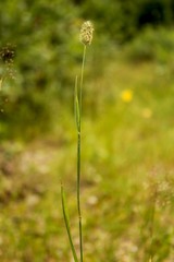 Phleum alpinum