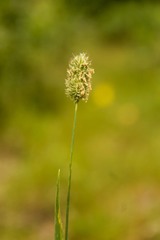 Phleum alpinum