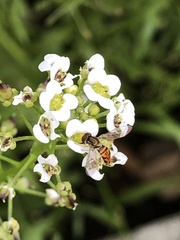 Toxomerus marginatus