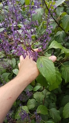 Plectranthus ecklonii