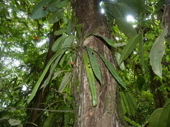 Anthurium bakeri