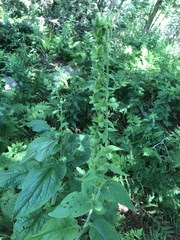Digitalis grandiflora