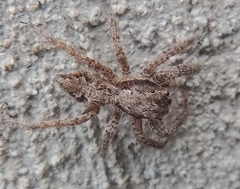 Platycryptus californicus