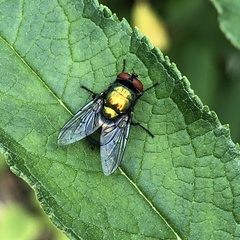 Lucilia sericata