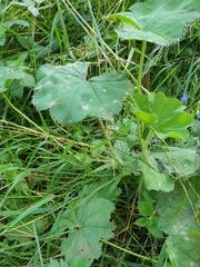 Alchemilla crinita