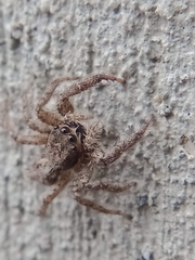 Platycryptus californicus