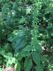 Digitalis grandiflora