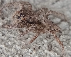 Platycryptus californicus