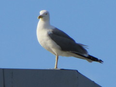Larus michahellis