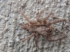 Platycryptus californicus