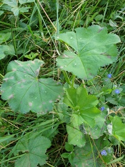 Alchemilla crinita