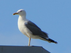 Larus michahellis